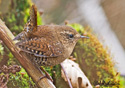 Troglodytes paciﬁcus 